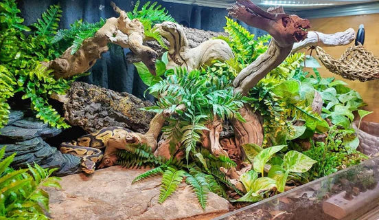 Habitats & Tanks for Ball Python | Zen Habitats – Zen Habitats UK