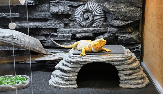 Bearded Dragon Large Reptile Enclosures Zen Habitats Zen